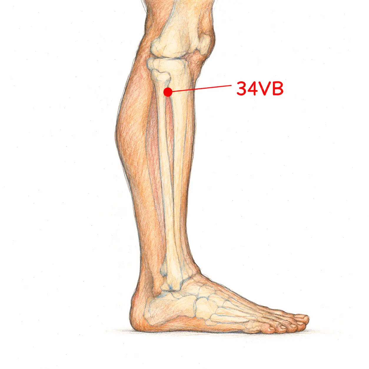 Illustration anatomique du point 34VB