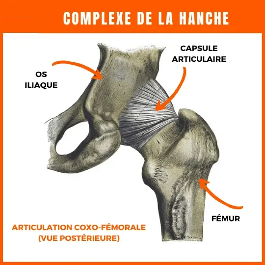 Articulation de la hanche