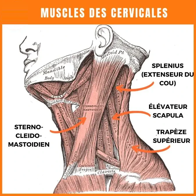 Mobilité des cervicales
