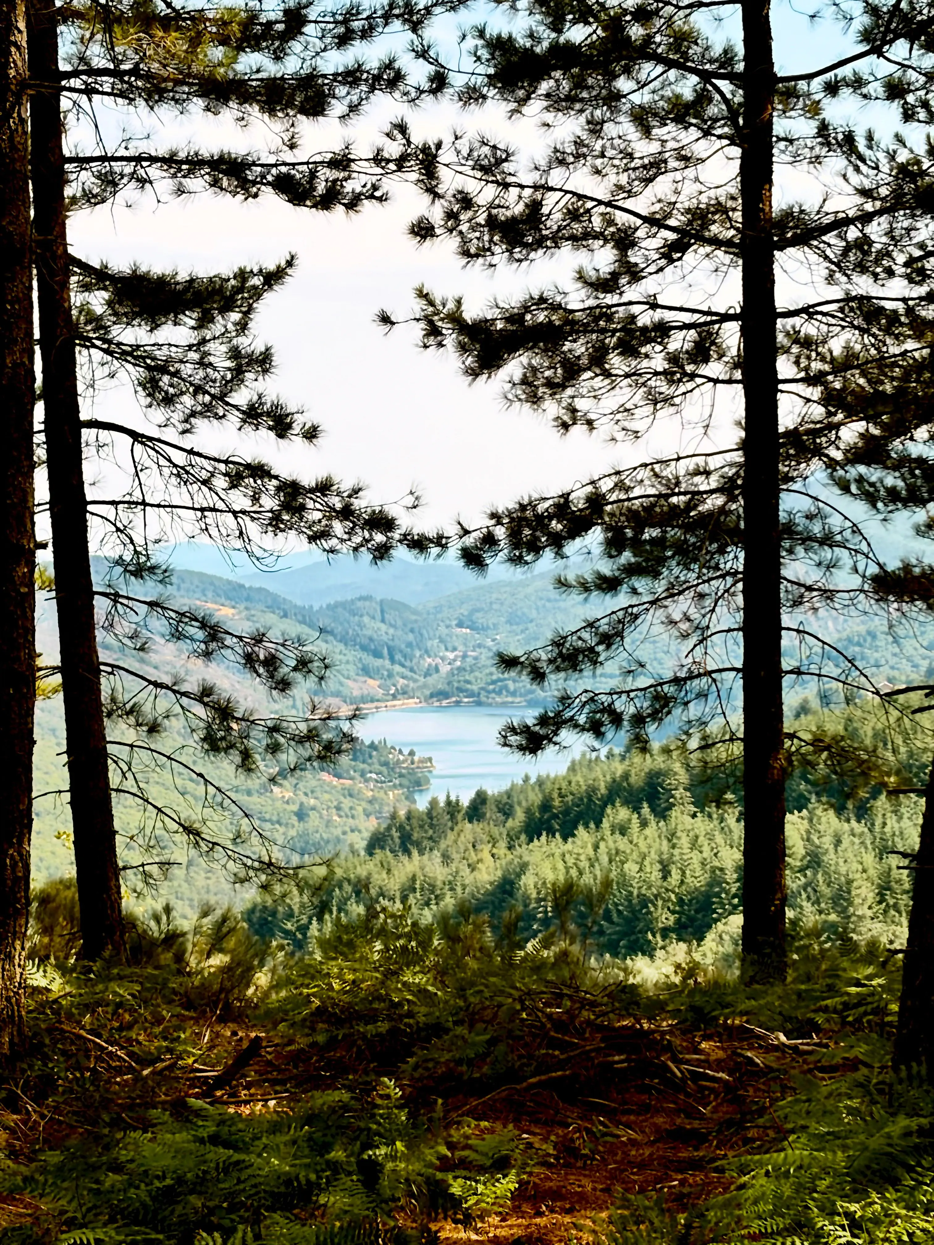 Vue sur un lac de montagne à travers les pins, fraîcheur de la Haute Ardèche en van