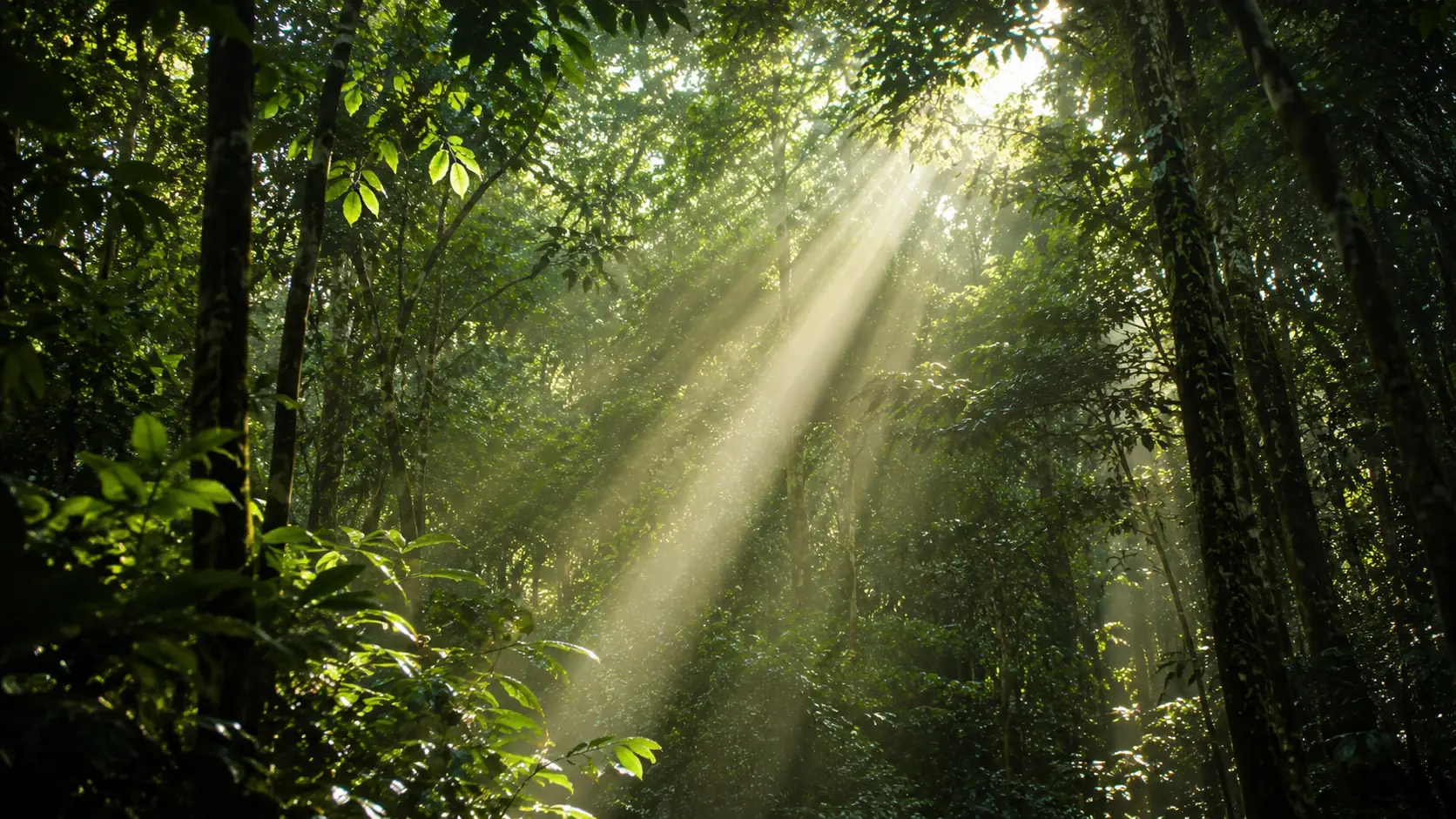 Chemin humide qui s'enfonce dans la forêt tropicale de Guadeloupe, image des petits départs avant le grand
