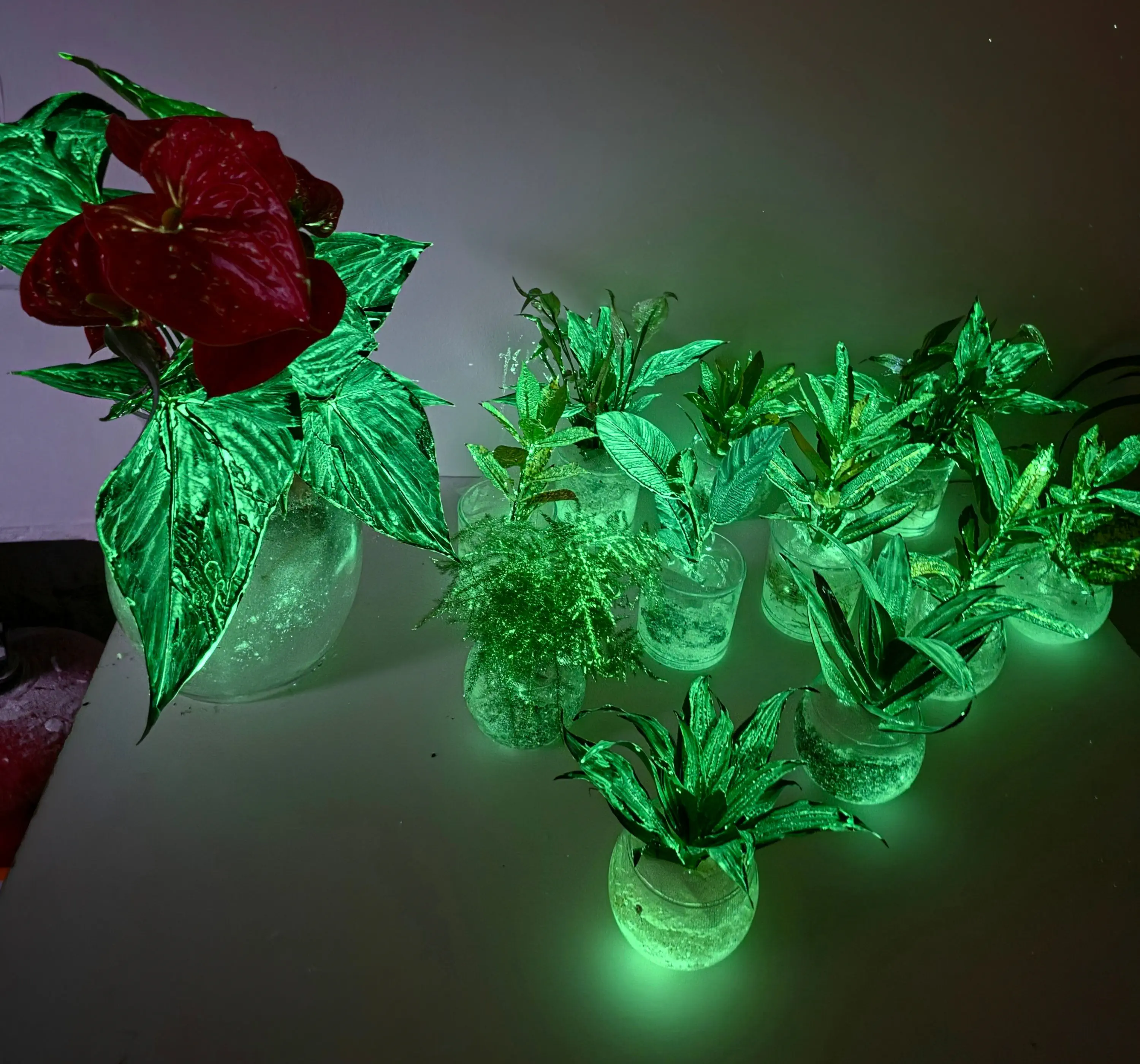 Végétaux vivants phosphorescents AQUAPHUTON en pot, luisant dans l'obscurité