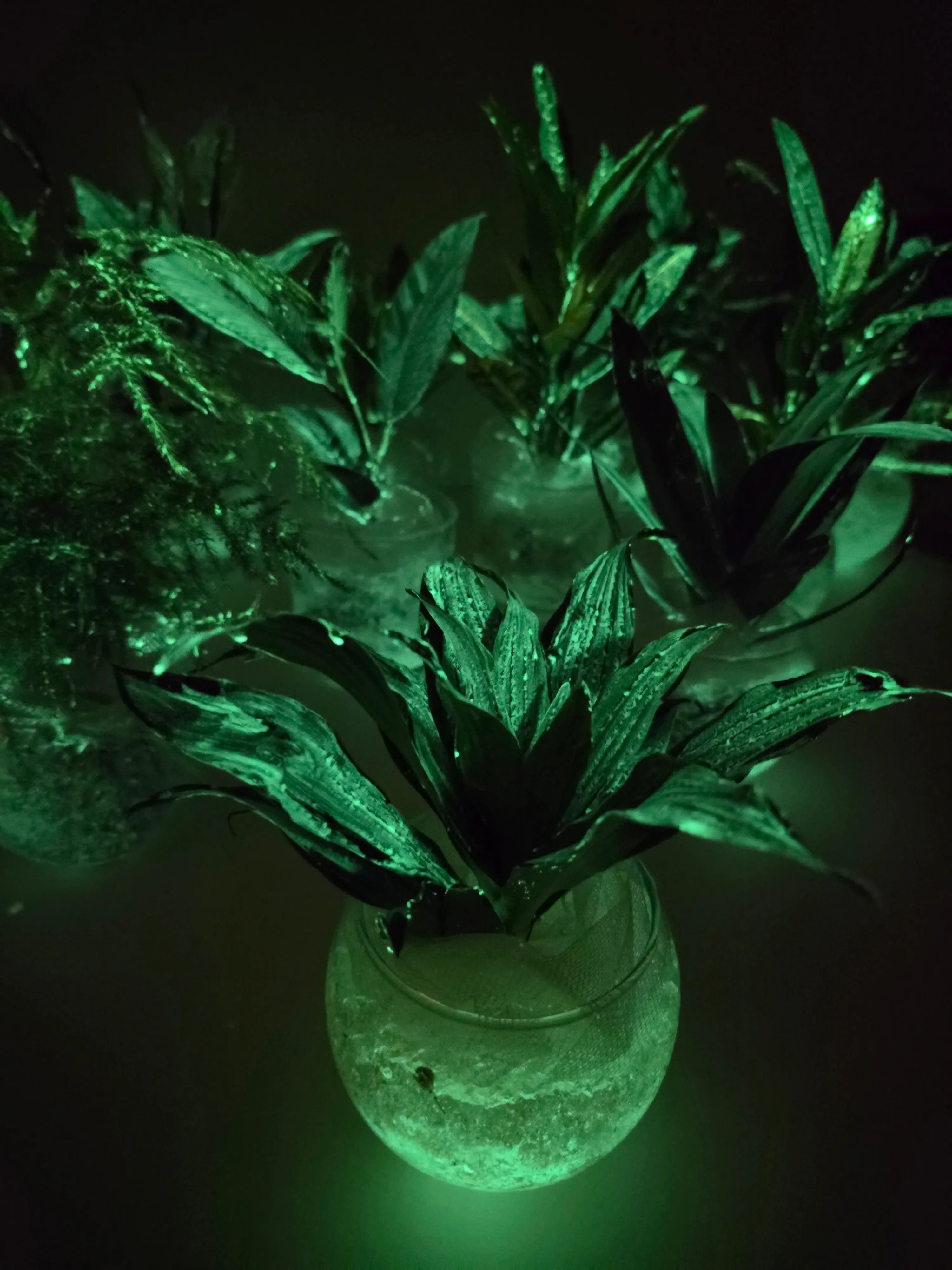 Plusieurs formats de végétaux phosphorescents AQUAPHUTON allumés