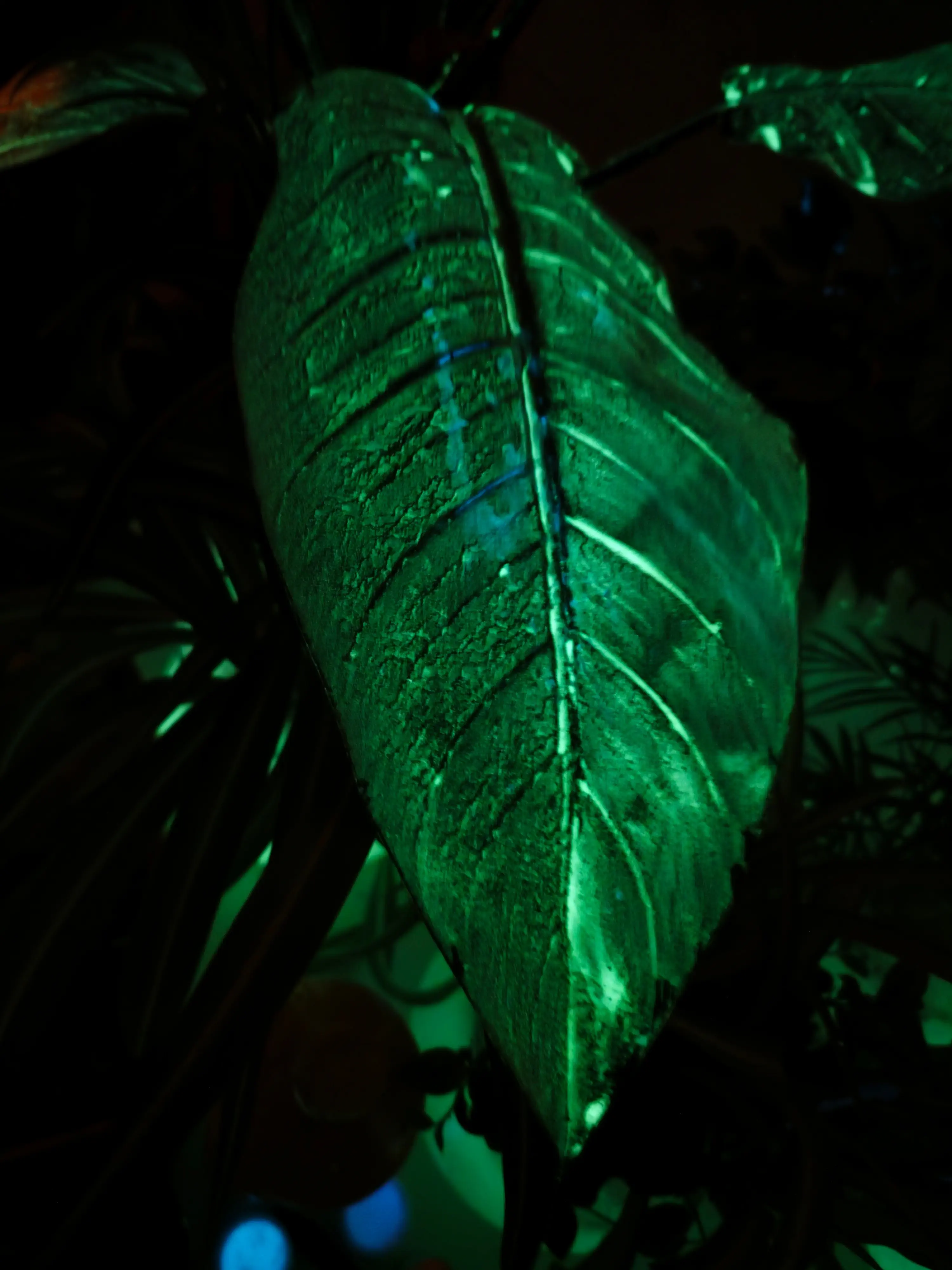 Gros plan d'un feuillage phosphorescent AQUAPHUTON dans l'obscurité