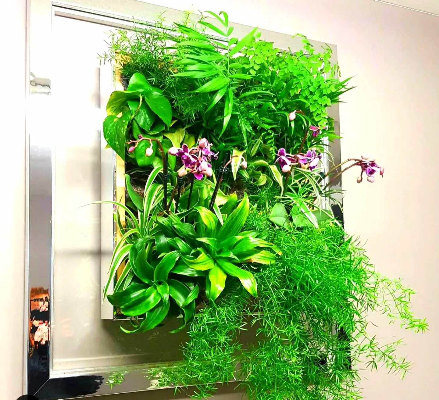 Mur végétal naturel vivant posé en intérieur