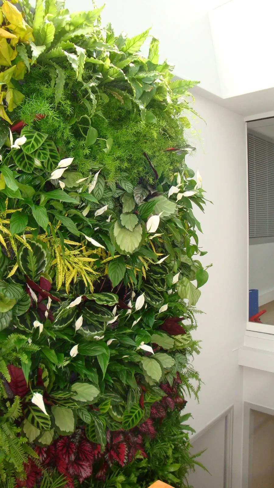aquaphuton-mur-vegetal-1