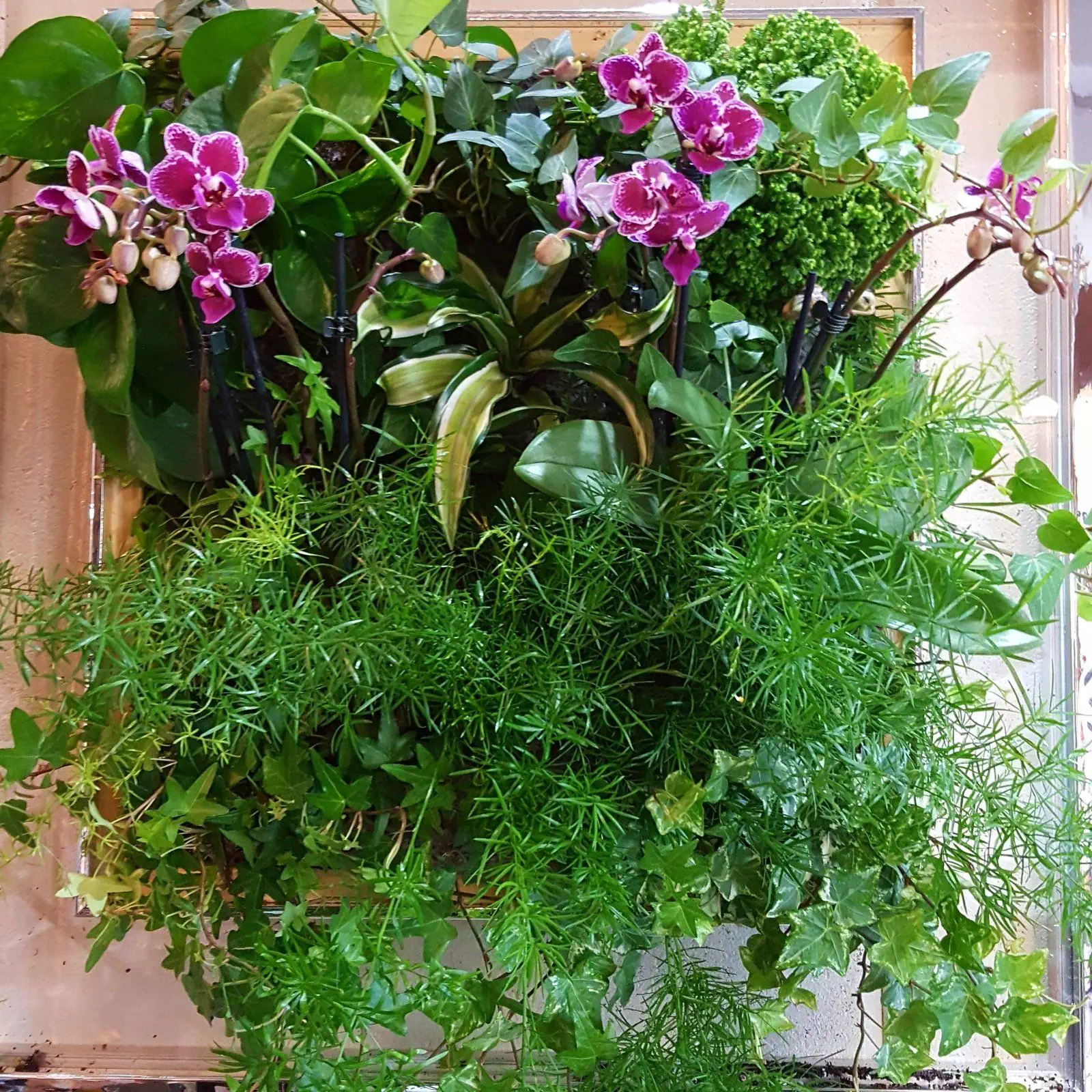 aquaphuton-mur-vegetal-6